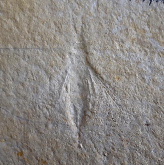 Myrmicium schroeteri GERMAR 1839 - Bild &copy; FossNet FossilienStore